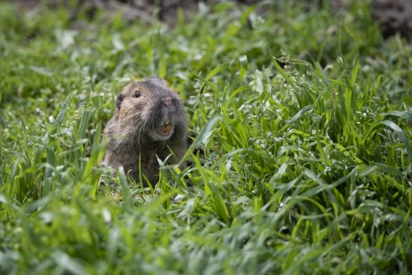 Gopher Management