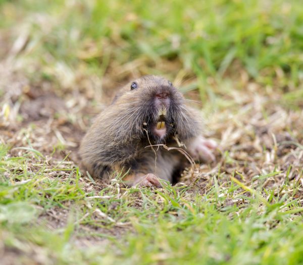 Gopher Pest Control
