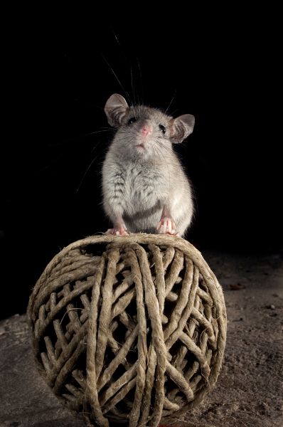Attic Wildlife Removal