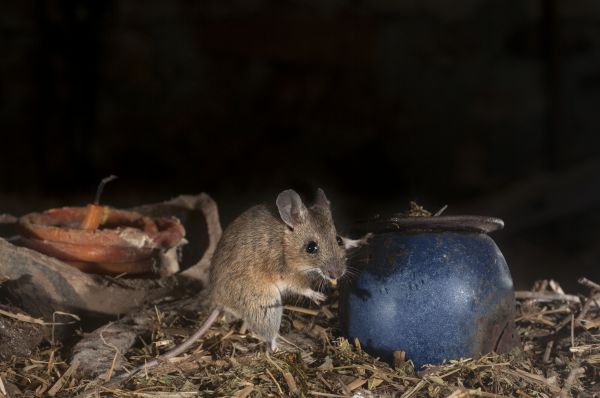 Attic Pest Removal
