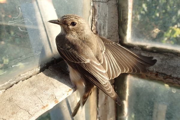 Attic Bird Control