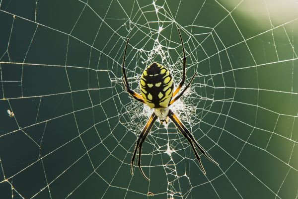 Spider Prevention