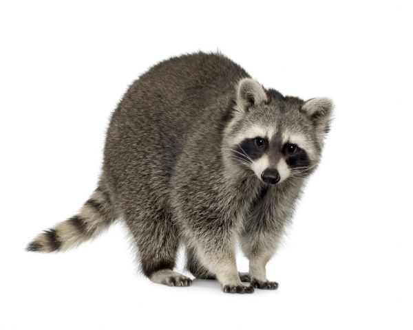 Raccoon Extermination
