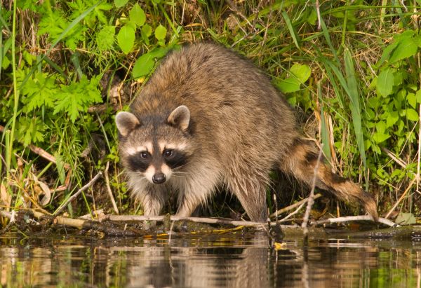 Raccoon Trapping