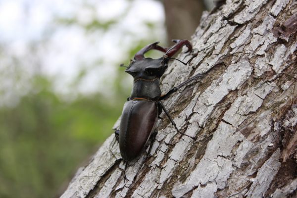 Beetle Management