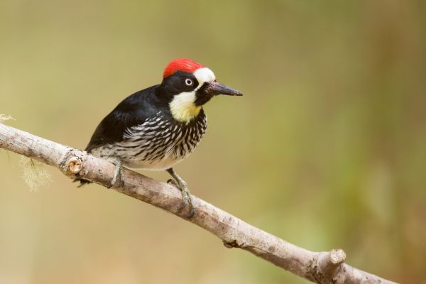 Avian Pest Management