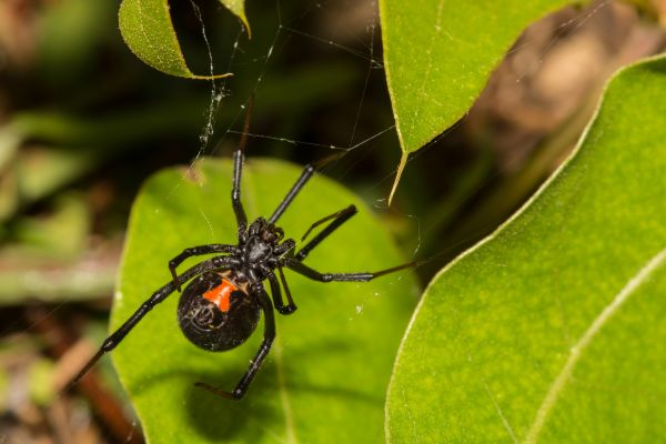 Black Widow Removal