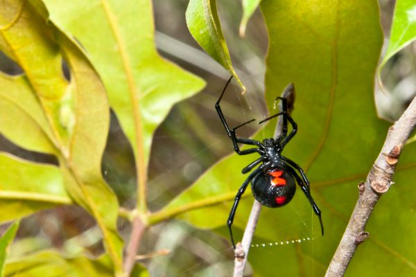 Black Widow Pest Removal