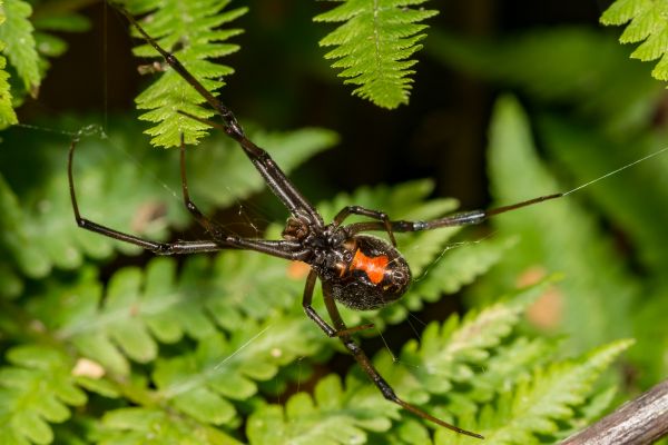 Black Spider Pest Management