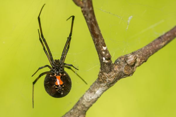 Black Widow Extermination