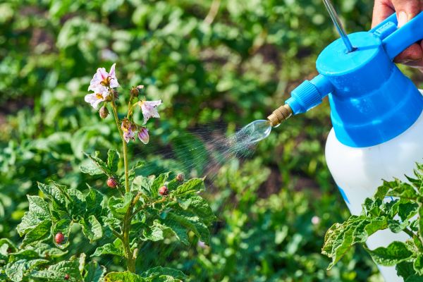Beetle Pest Control