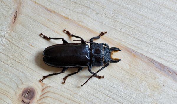 Beetle Removal