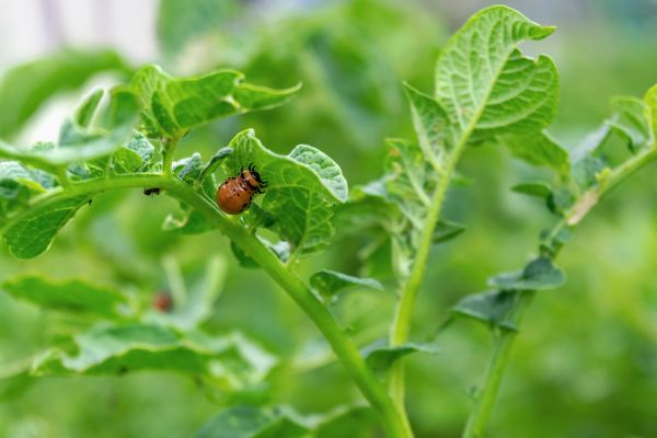 Beetle Control