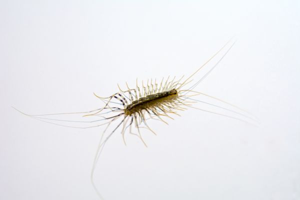 Centipede Control