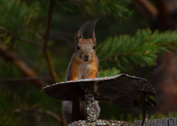 Chimney Rodent Removal