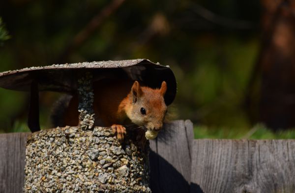 Chimney Pest Removal