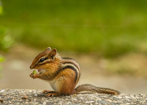 Chipmunk Pest Removal