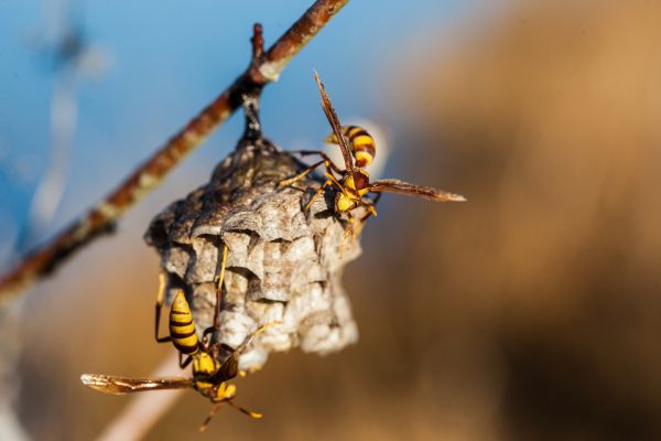 Hornet Infestation Control