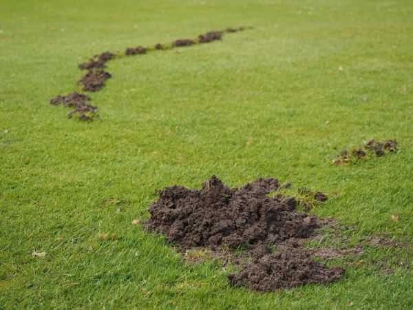 Mole Damage Recovery