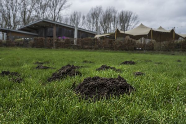 Mole Damage Control