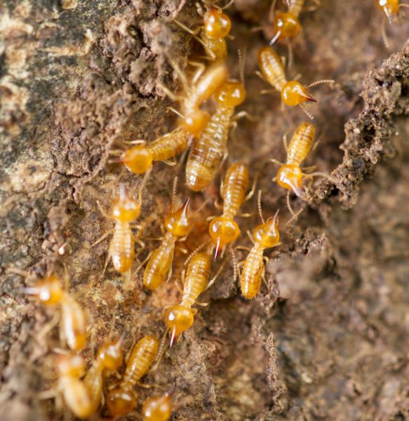 Termite Damage Evaluation
