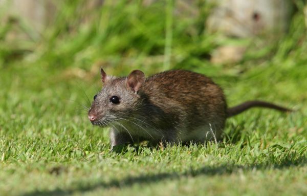 Rat Fumigation