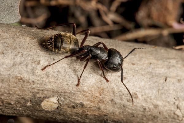 Black Ant Removal
