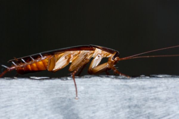 Cockroach Fumigation