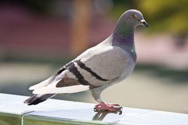 Pigeon Repellent