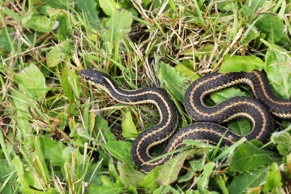 Garter Snake Extermination