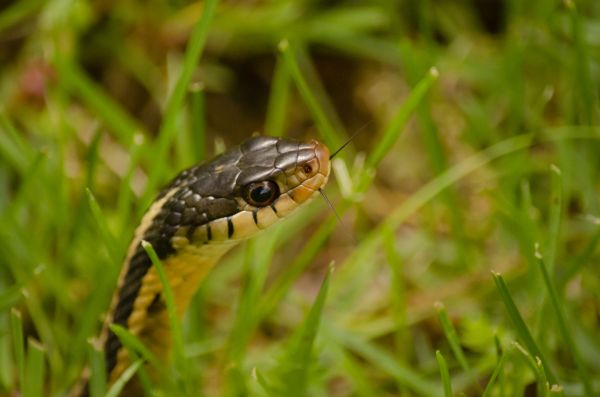 Garter Snake Control