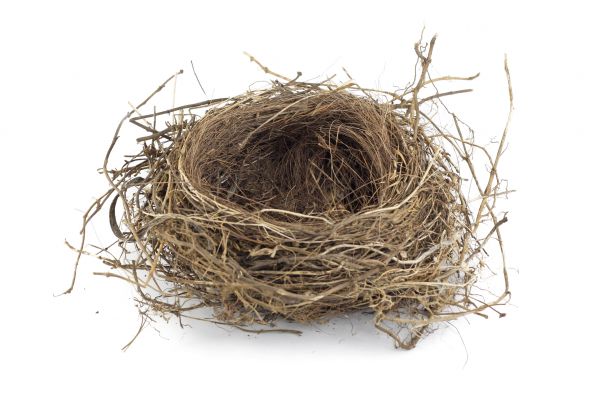 Bird Nest Control