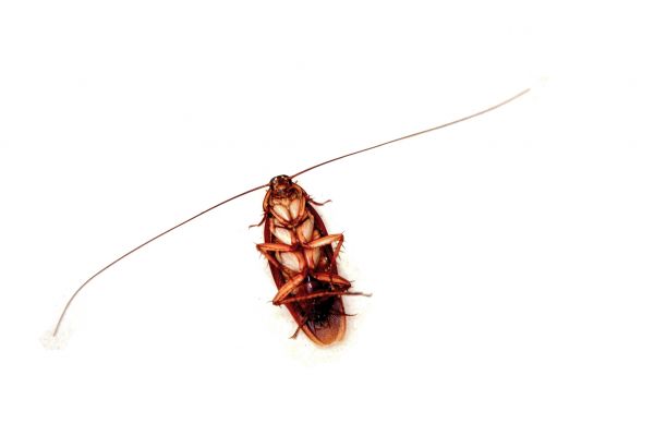 Cockroach Treatment