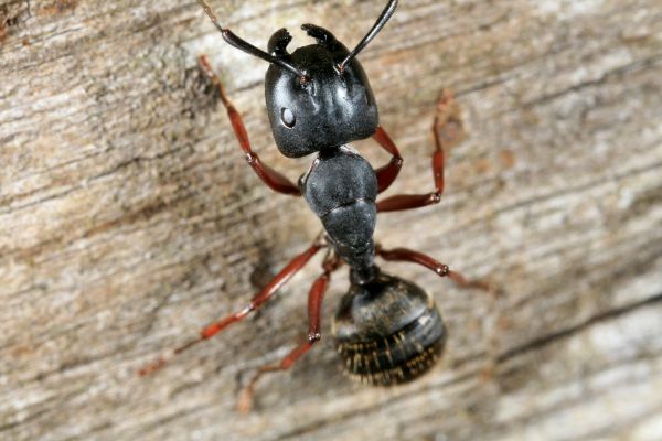 Carpenter Ant Treatment