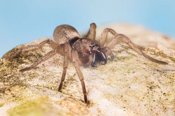 Mouse Spider Extermination