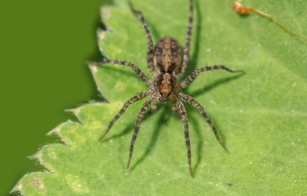 Hobo Spider Extermination