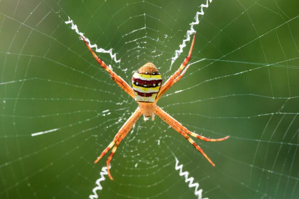Cross Spider Control - Cross Spider Control Fairfax County, Virginia