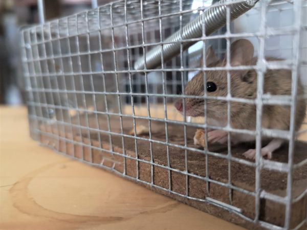 Mouse Trapping