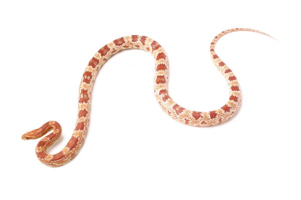 Copperhead Snake Control