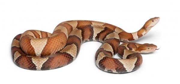 Copperhead Snake Removal