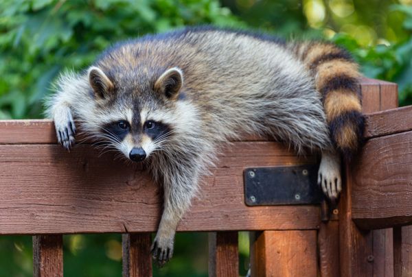 Raccoon Wildlife Removal