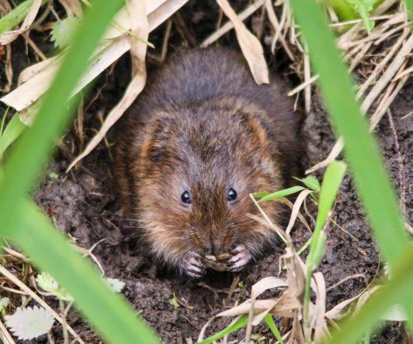 Vole Pest Management