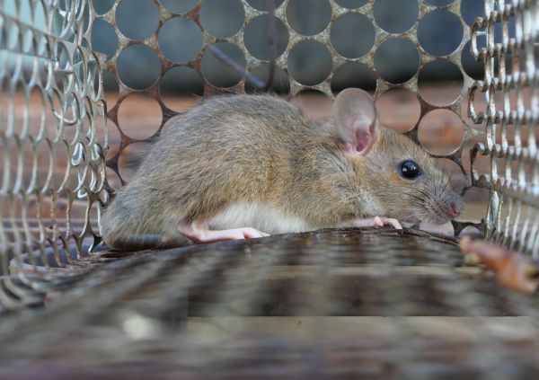 Mice Trapping