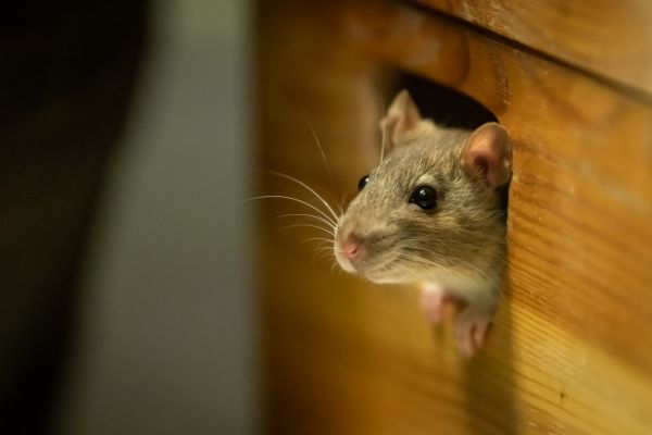 Rodent Trapping