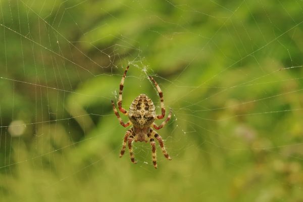 Cross Spider Extermination