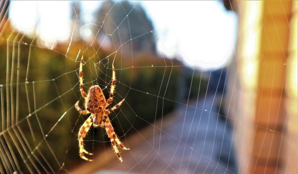Cross Spider Removal