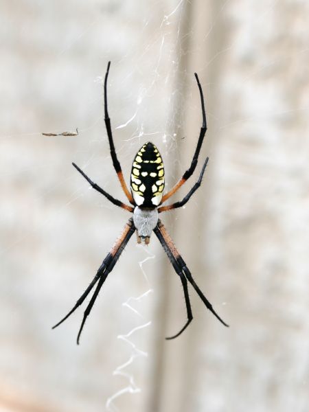 Arachnid Pest Management