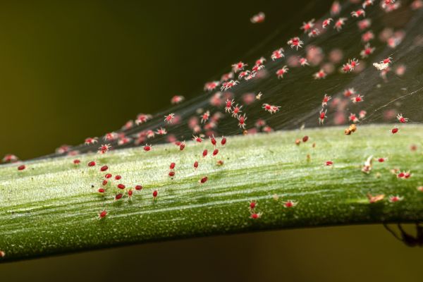 Spider Infestation Control