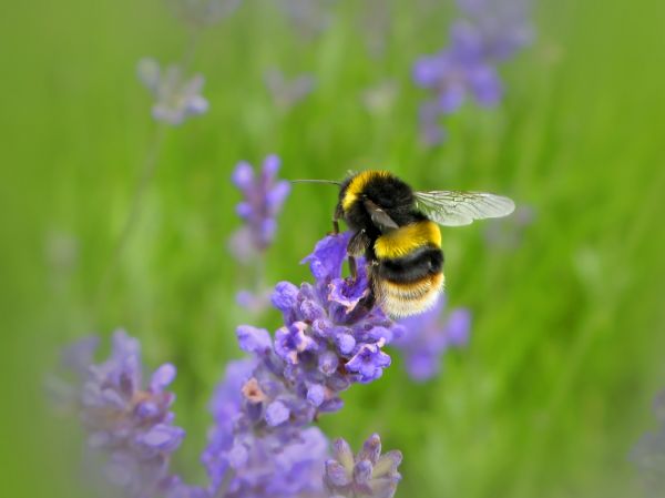 Bumblebee Pest Control