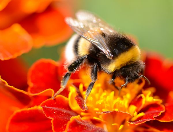 Bumblebee Elimination